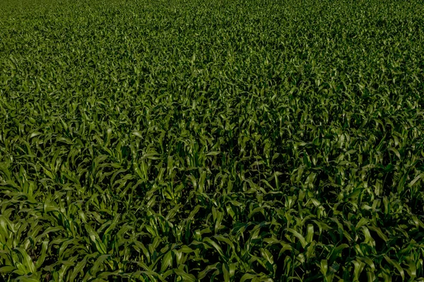 Kukuřičné Pole Mladými Rostlinami Úrodné Půdě Při Západu Slunce — Stock fotografie