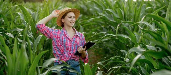 Jordbrukare Eller Agronomer Inspekterar Majskolvar Begreppet Jordbruksföretag Agronomen Med Tablett — Stockfoto