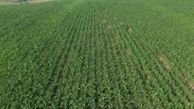 Hava, kırsal arazinin üzerinde büyüyen mısır tarlası sabah güneşiyle birlikte uçuş. Drone bakış açısından mısır tarlasının hava görüntüsü