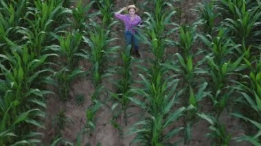 Çiftçi ya da tarımcı mısır koçanı tarlasını teftiş eder. Tarım sektörü kavramı. Tabletli tarımcı mısır koçanlarını kontrol ediyor..