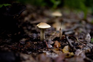 Boletus Edulis, yaz ormanında lezzetli bir mantar. Mantar toplayıcısına hoş geldin hediyesi. Değerli ve lezzetli mutfak malzemeleri..