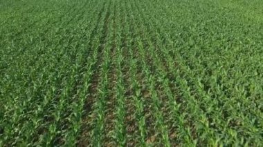 Hava, kırsal arazinin üzerinde büyüyen mısır tarlası sabah güneşiyle birlikte uçuş. Drone bakış açısından mısır tarlasının hava görüntüsü.