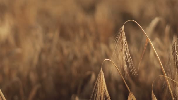 Уши Пшеницы Закрываются Концепция Сбора Сбора Урожая Макро Выстрел — стоковое видео