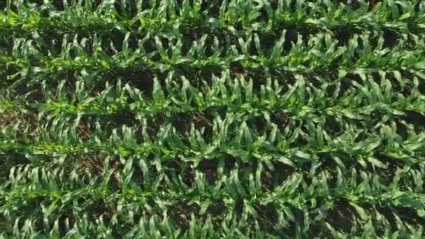 Junger Grüner Mais Treibt Aus Treibt Aus Wiegt Sich Wind — Stockvideo