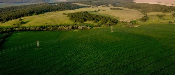 Günbatımında verimli topraklarda genç bitkilerin bulunduğu mısır tarlası..