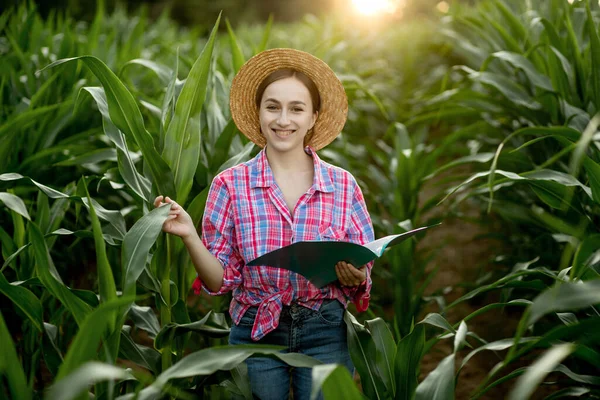 Farmář Složkou Stojí Kukuřičném Poli Kontroluje Růst Zeleniny Zemědělství Produkce — Stock fotografie