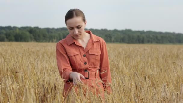 高加索农艺学家检查谷物领域 并从平板电脑向云端发送数据 智能农业和数字农业概念 有机食品生产和种植的成功 — 图库视频影像