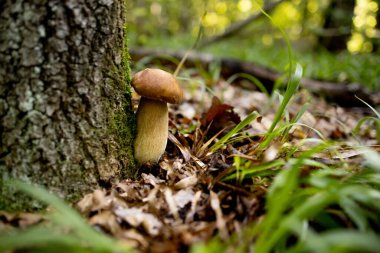 Ormanda beyaz mantarlar, yapraklardan oluşan bir arka plan, parlak güneş ışığı. Boletus. Mantar..