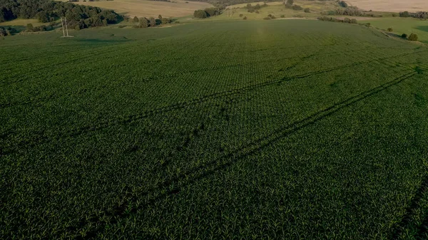 Campo Maíz Con Plantas Jóvenes Suelo Fértil Atardecer —  Fotos de Stock