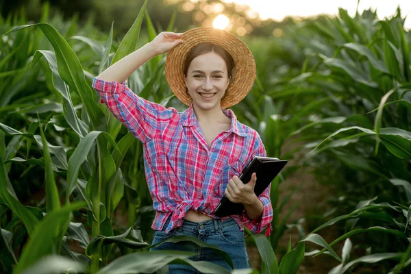 Farmář Nebo Agronomista Prohlédnou Pole Kukuřičnými Palicemi Koncept Zemědělského Podnikání — Stock fotografie