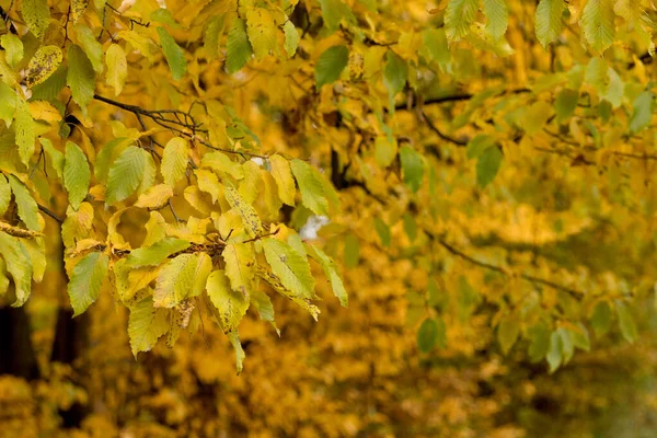背景を残します 秋を思わせる木の枝がぼやけている 秋の風景 — ストック写真