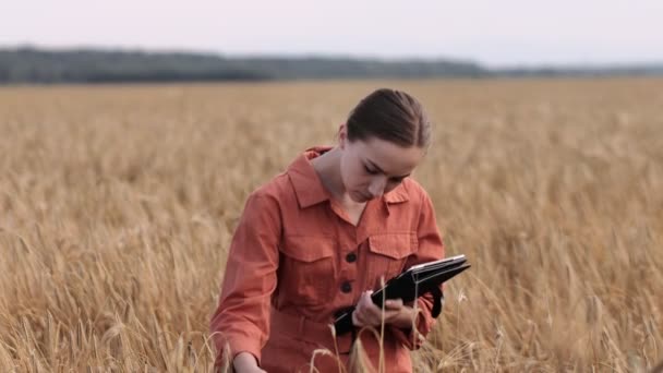 Beyaz Agronomist mısır gevreği tarlasını kontrol ediyor ve tabletteki buluta veri gönderiyor. Akıllı tarım ve dijital tarım kavramı. Başarılı organik gıda üretimi ve yetiştirilmesi. — Stok video