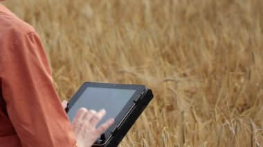 Beyaz Agronomist mısır gevreği tarlasını kontrol ediyor ve tabletteki buluta veri gönderiyor. Akıllı tarım ve dijital tarım kavramı. Başarılı organik gıda üretimi ve yetiştirilmesi