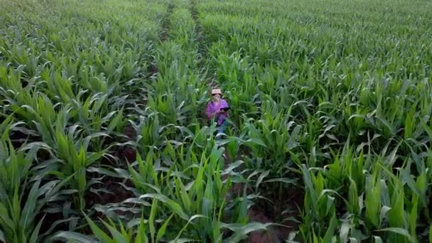 Boeren Agronomen Inspecteren Een Veld Maïskolven Het Begrip Landbouwbedrijf Agronomist — Stockvideo
