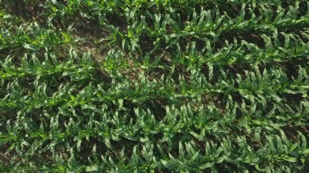 Young Green Maize Sprouts Shoots Swaying Wind Morning Sunrise Cornfield — Stock Video