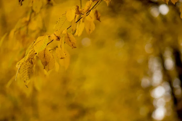 Automne Automne Feuilles Fond Une Branche Arbre Avec Des Feuilles — Photo