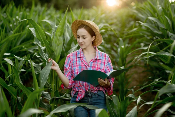 Farmář Složkou Stojí Kukuřičném Poli Kontroluje Růst Zeleniny Zemědělství Produkce — Stock fotografie