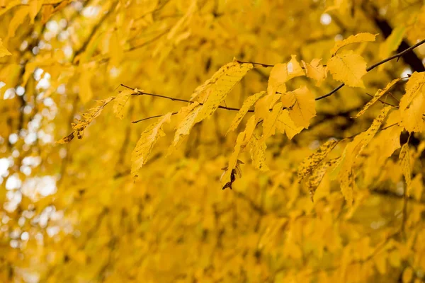 Automne Automne Feuilles Fond Une Branche Arbre Avec Des Feuilles — Photo