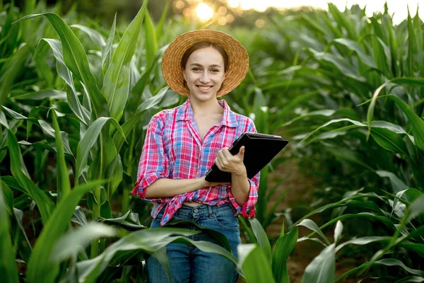 農家や農学者は トウモロコシの畑を検査します 農業ビジネスの概念 農学者とタブレットはトウモロコシの穂軸をチェックします — ストック写真