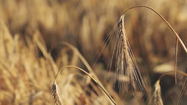 Уши пшеницы закрываются. Концепция сбора и сбора урожая. Макро выстрел. — стоковое видео