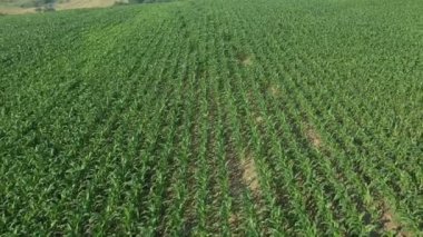 Hava, kırsal arazinin üzerinde büyüyen mısır tarlası sabah güneşiyle birlikte uçuş. Drone bakış açısından mısır tarlasının hava görüntüsü.