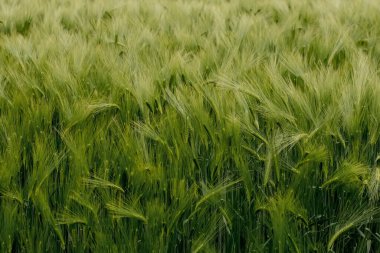 Olgunlaşmış çayır buğday tarlaları. Zengin hasat konsepti. Yeşil buğday kulakları.