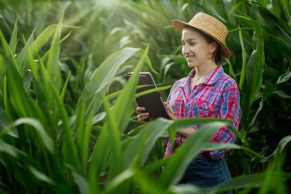 Caucasian Farmer Walking Corn Field Examining Crop Harvesting Sunset Agriculture — Stock Photo, Image