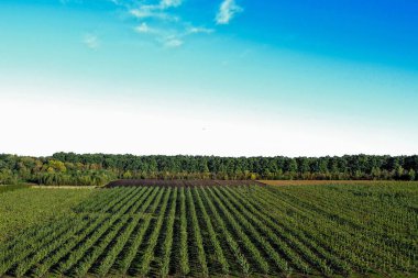 Elma bahçesindeki plastik seranın havadan görünüşü. Organik çiftçilikte bitki yetiştirme