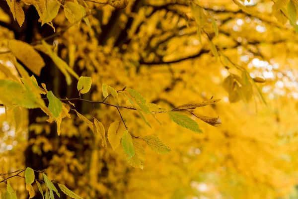 Automne Automne Feuilles Fond Une Branche Arbre Avec Des Feuilles — Photo