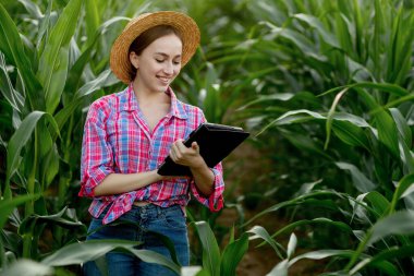 Genç yakışıklı tarım mühendisi yaz başında elinde tabletle mısır tarlasında duruyor..