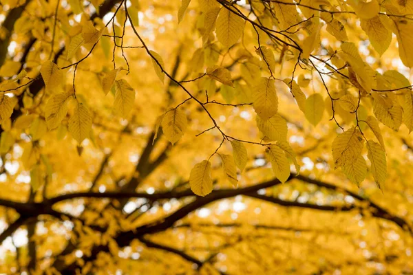 Fall, autumn, leaves background. A tree branch with autumn leaves on a blurred background. Landscape in autumn season.