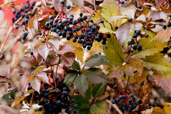 Sonbahar, sonbahar, yapraklar. Arka planda sonbahar yaprakları olan bir ağaç dalı. Sonbahar mevsiminde manzara.