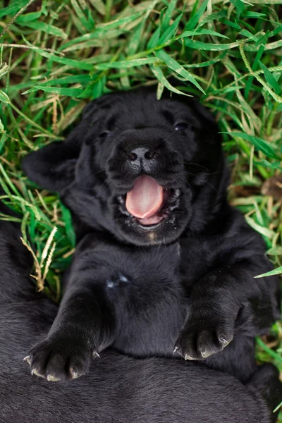 Oynarken Labrador yavruları — Stok fotoğraf