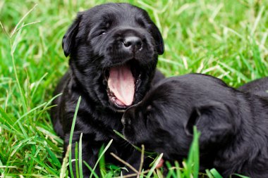 Oynarken Labrador yavruları