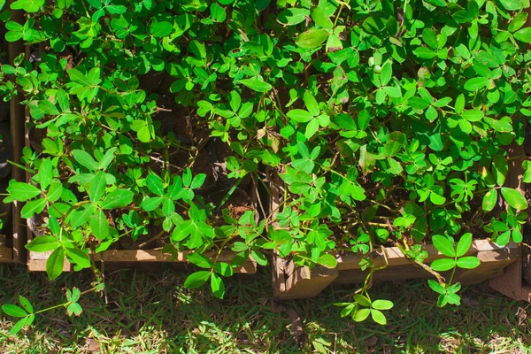 Planta Grama Amendoim — Foto de Stock