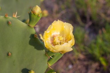 opuntia ficus-indica
