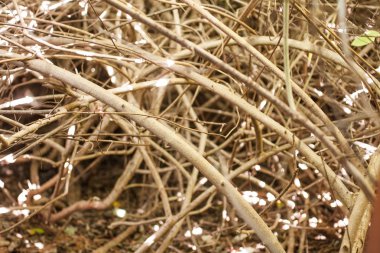 Birkaç kuru dalları