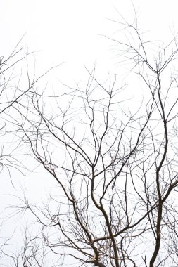 Sonbaharda yapraksız dalları