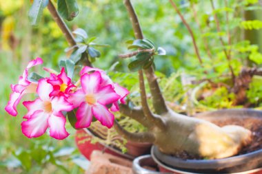 Güzel pembe Adenium obesum.