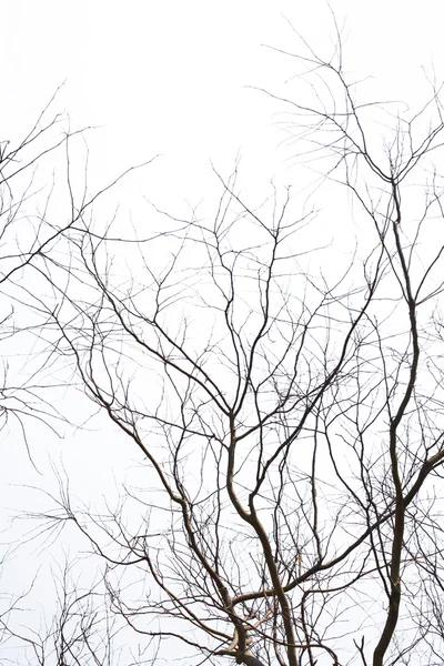 Sonbaharda yapraksız dalları