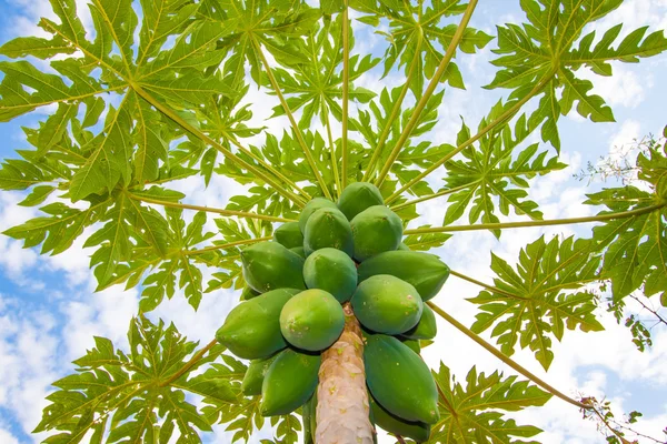 브라질 파파야 나무 — 스톡 사진