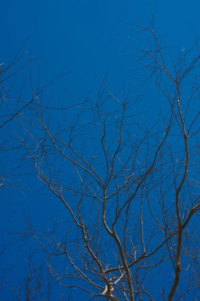 Leafless branches in autumn — Stock Photo, Image