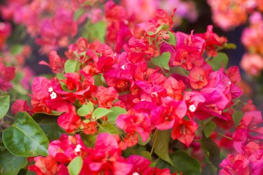 Kırmızı bougainvillea çiçek