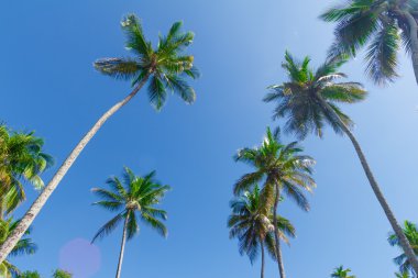 Hindistan cevizi ağacı çiftliği Bahia