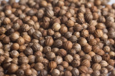 Kişniş yakın çekim