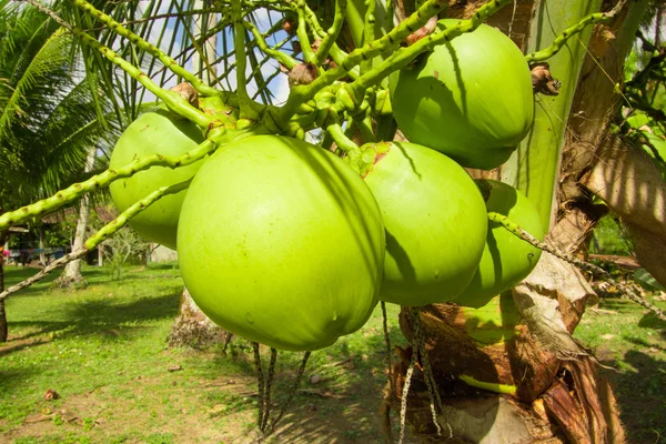 ココナッツのクローズ アップ — ストック写真