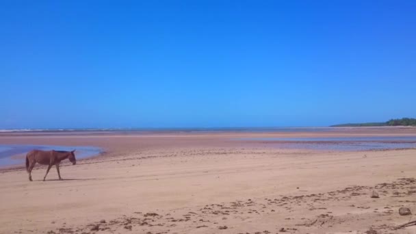 Paard wandelen op het strand — Stockvideo