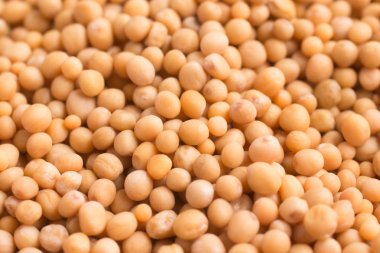 Bir hardal tohumu yakın çekim 