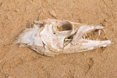 Balık kemik kafatası