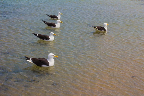 Gaivota na praia. Gaivota — Fotografia de Stock